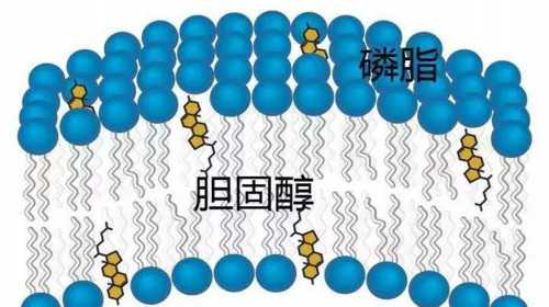 卵巢囊肿上海哪家医院好_上海有没有供卵机构